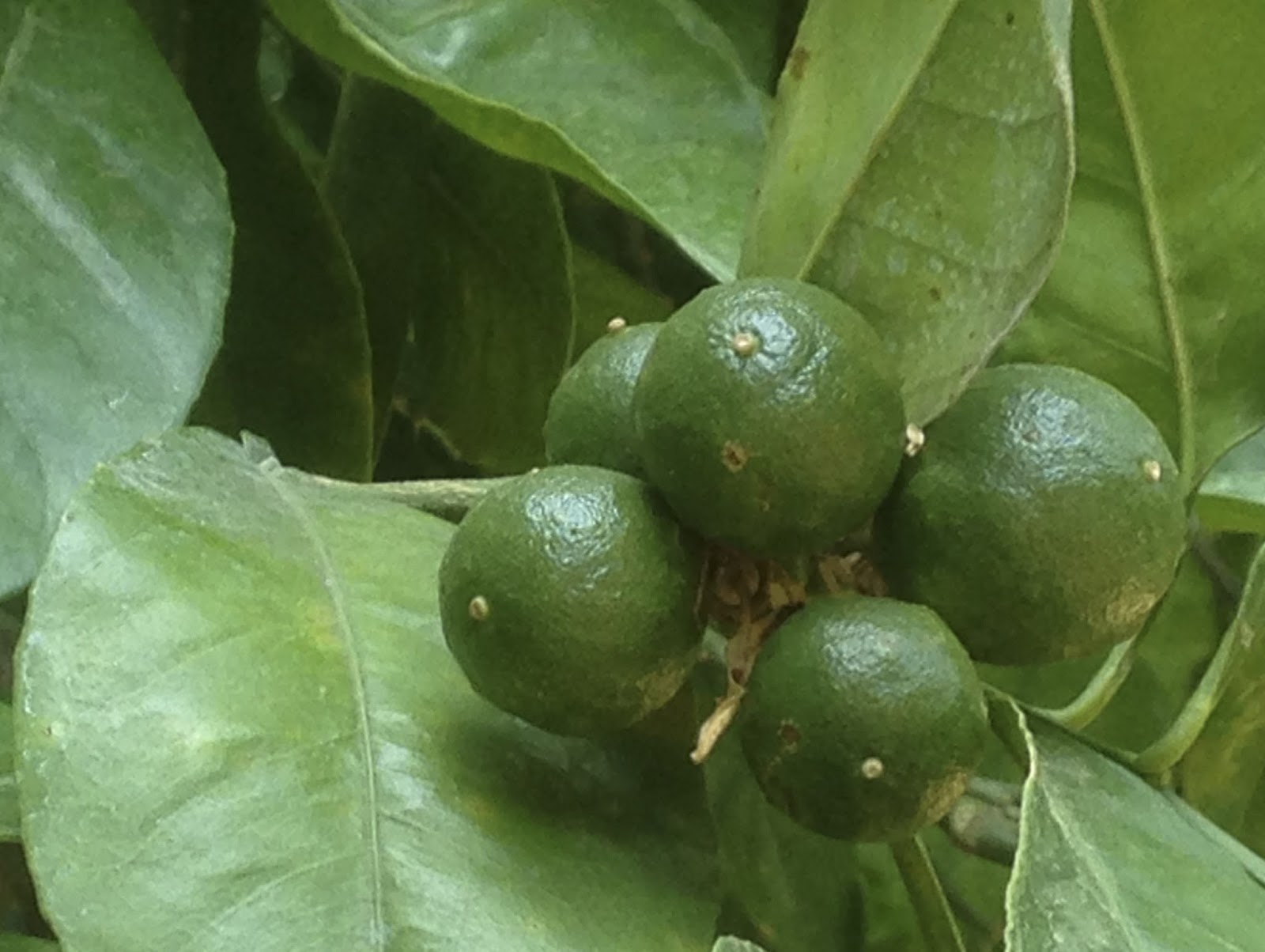 Food History Jottings To Preserve Green Oranges