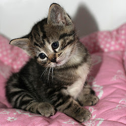 Cute Cat :D