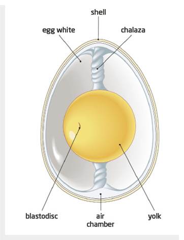 Smacznego: A Blog: Cracking Open the Egg