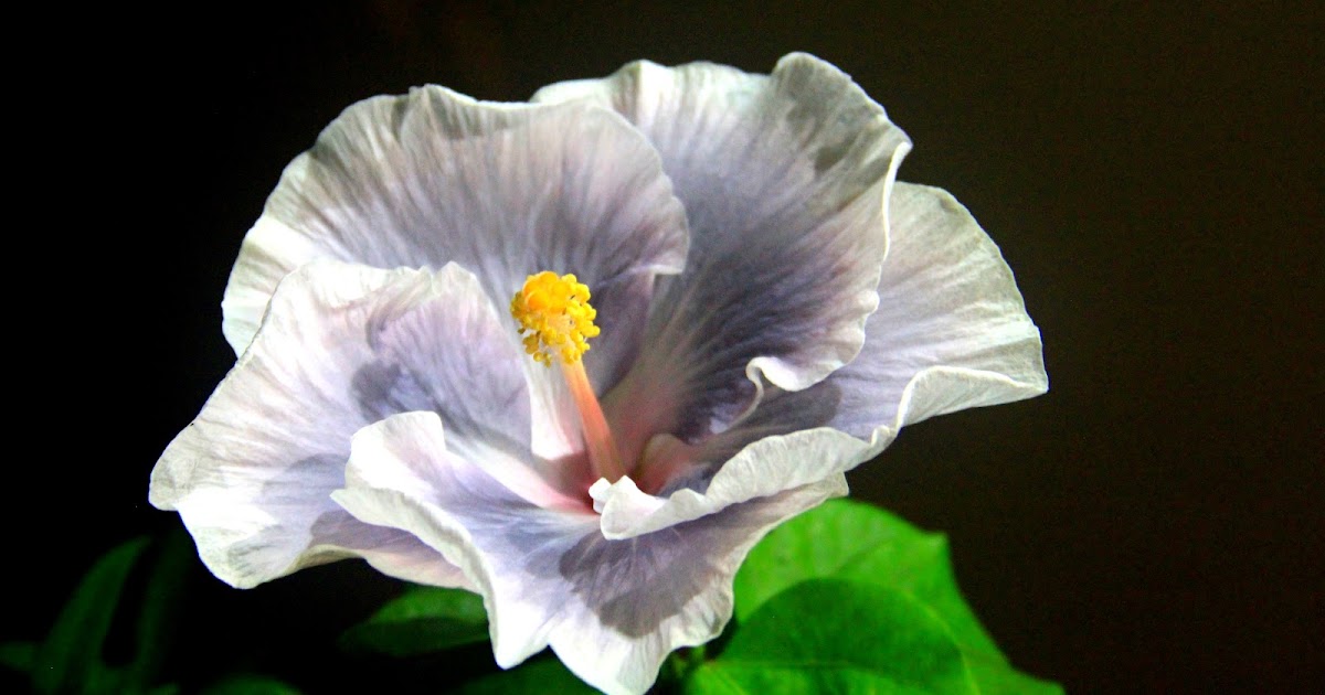 I think I came from Mars a blooming flower taken at midnight....