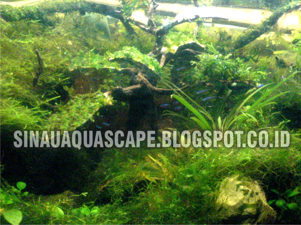 Belajar Membuat Aquascape Pemula | belajar aquascape pemula membuat pohon sederhana dengan Belajar Membuat Aquascape Pemula | belajar aquascape pemula membuat pohon sederhana dengan