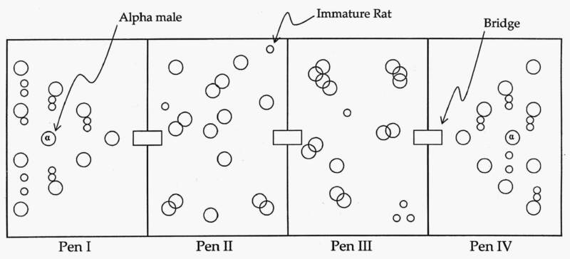 rat utopia addiction rat utopia addiction