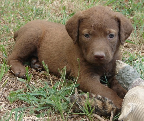 chesapeake retriever puppy chesapeake bay retriever photograph chesapeake bay retriever puppy p chesapeake retriever puppy chesapeake bay retriever photograph chesapeake bay retriever puppy p