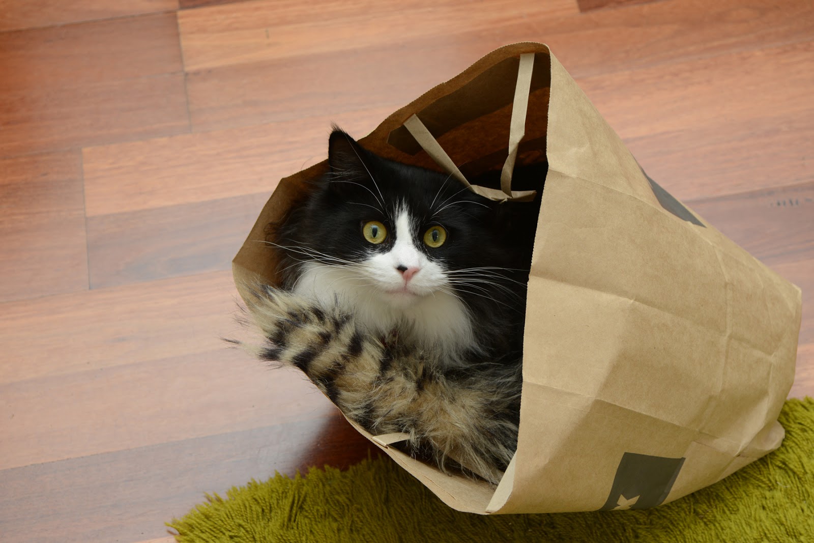 Small Animal Talk Cheap cat toy 1