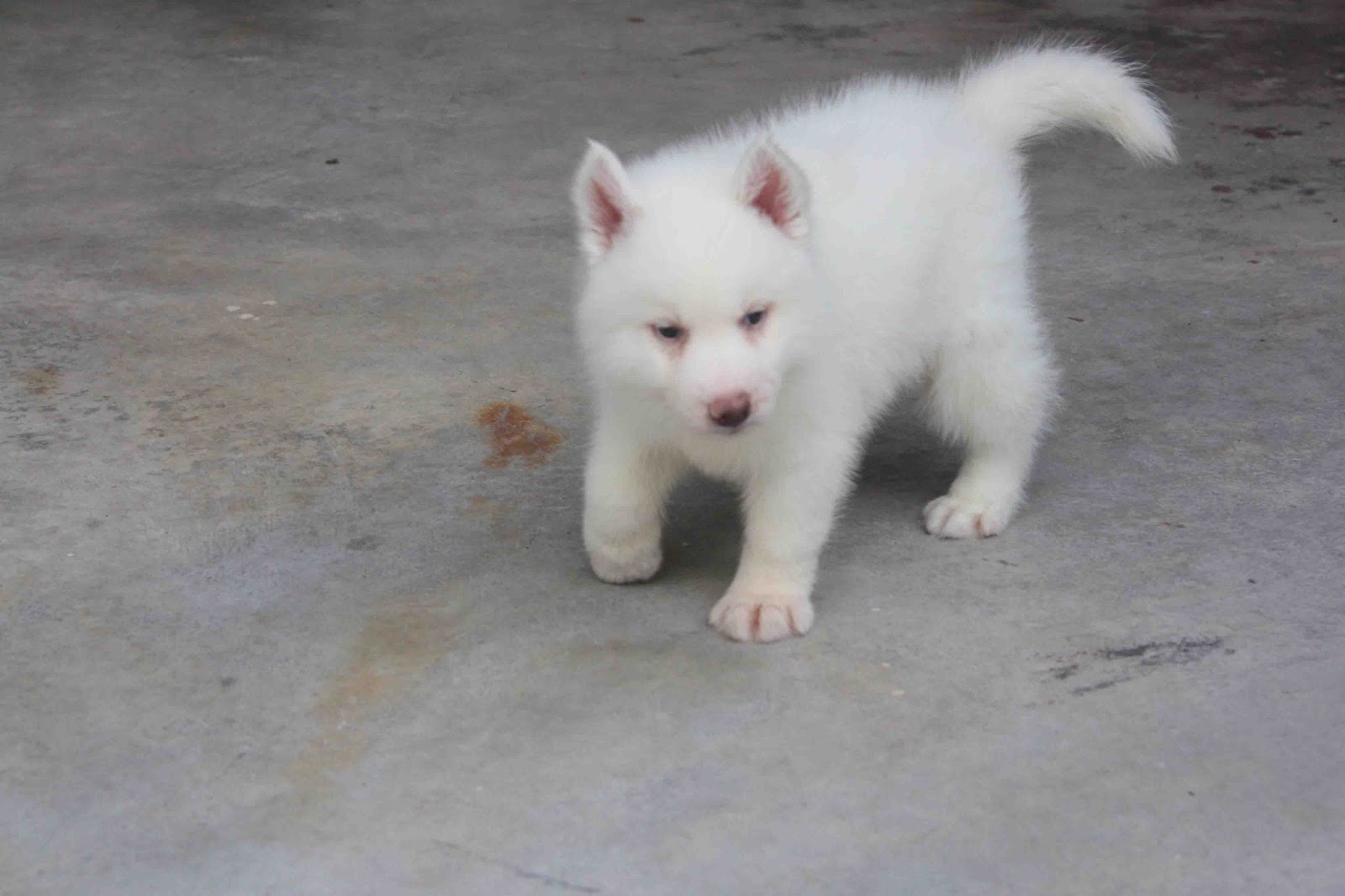 full white siberian husky