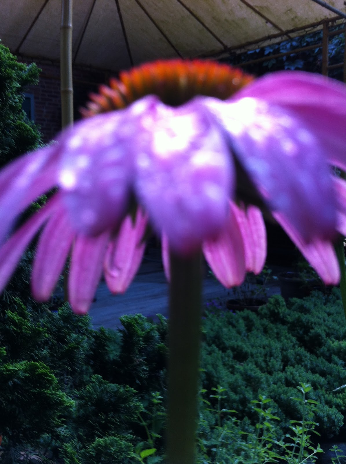 The Blue Lotus Seed Breathing Flower ll, In the Garden