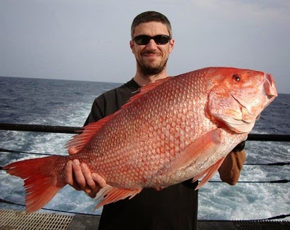 gambar ikan - gambar ikan kakap