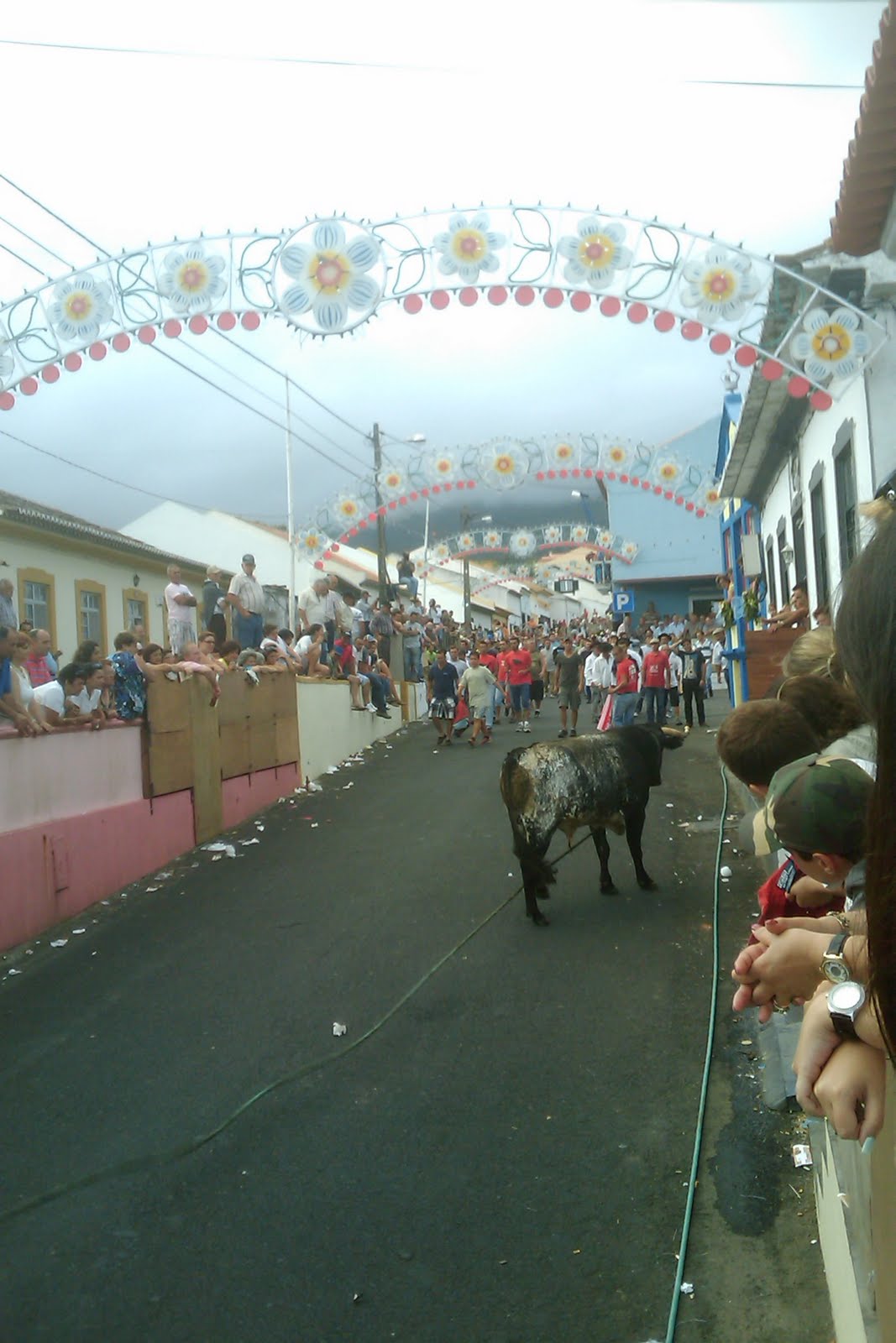 caminhando Tourada à corda na Ilha Terceira