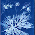 Cyanotype Impressions by Anna Atkins, an inspiration for Mert & Marcus