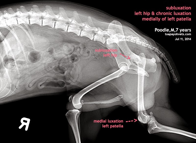 2010vets For video Maltese haematuria, Poodle has left hip and medial