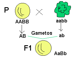 Química y Biología El espectro de la dominancia