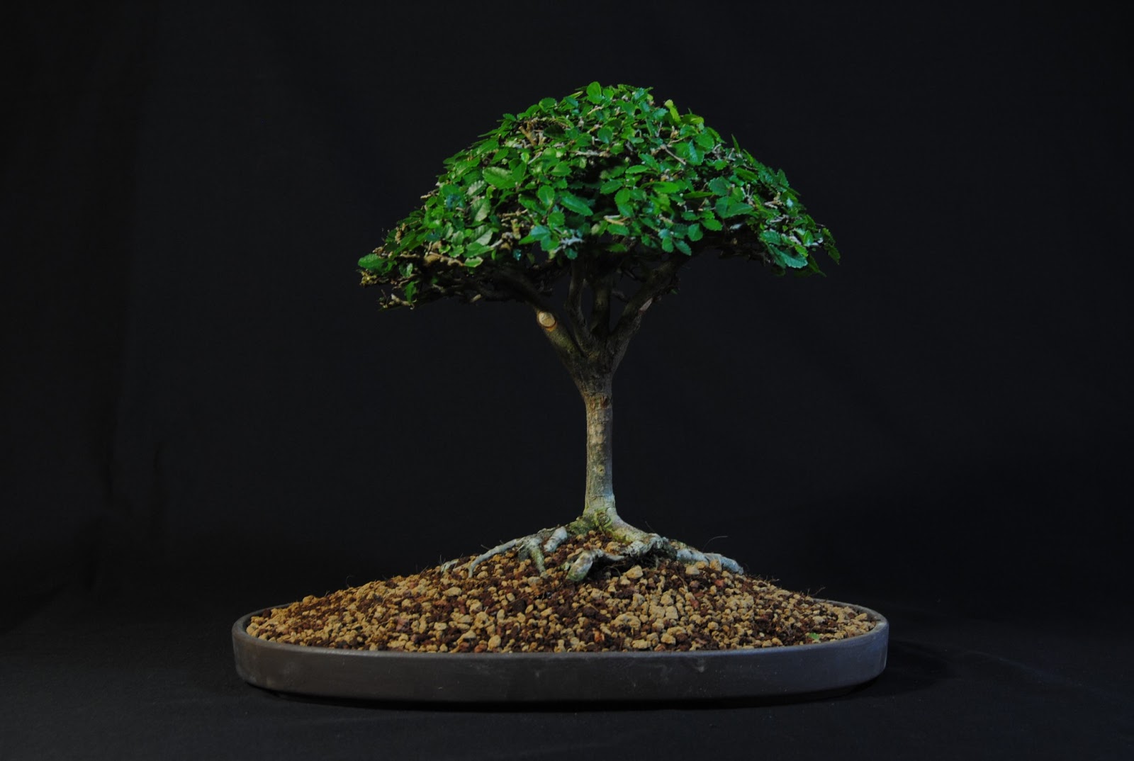 Alisios bonsái Una escoba de Olmo Chino.