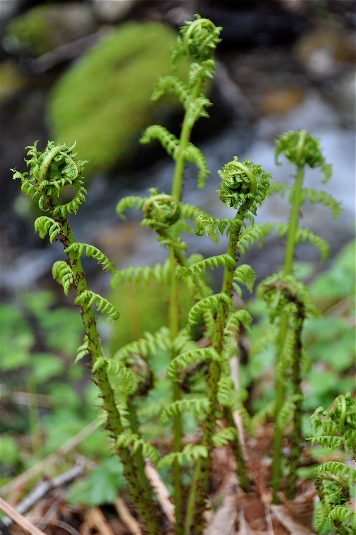 fiddleheads Langdon Cook