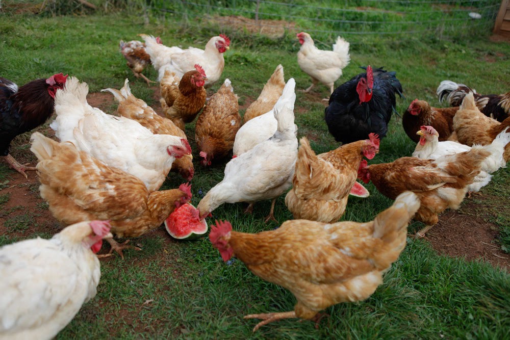 Hobi Tavukcularinin Ve Denizli Horozu Sevenlerin Yeni Adresi Hangi Cins Sus Tavugu Hobi Tavukcularinin Ve Denizli Horozu Sevenlerin Yeni Adresi Hangi Cins Sus Tavugu