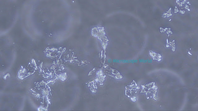 Cheek cells under the microscope using phase contrast and an HD microscopy camera. Cheek cells under the microscope using phase contrast and an HD microscopy camera.