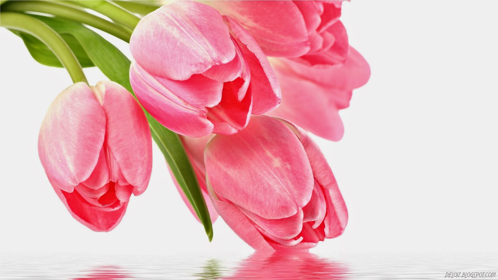Wallpaper Atau DP BBM Bunga Tulip Pink Khusus Android 2015