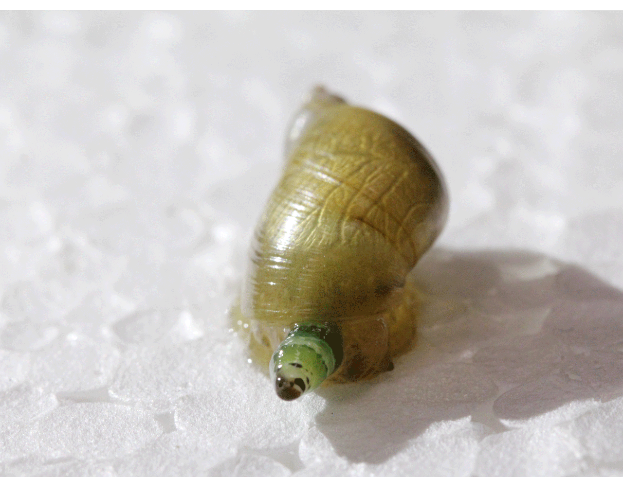 Acheter le médicament contre les parasites dans la personne
