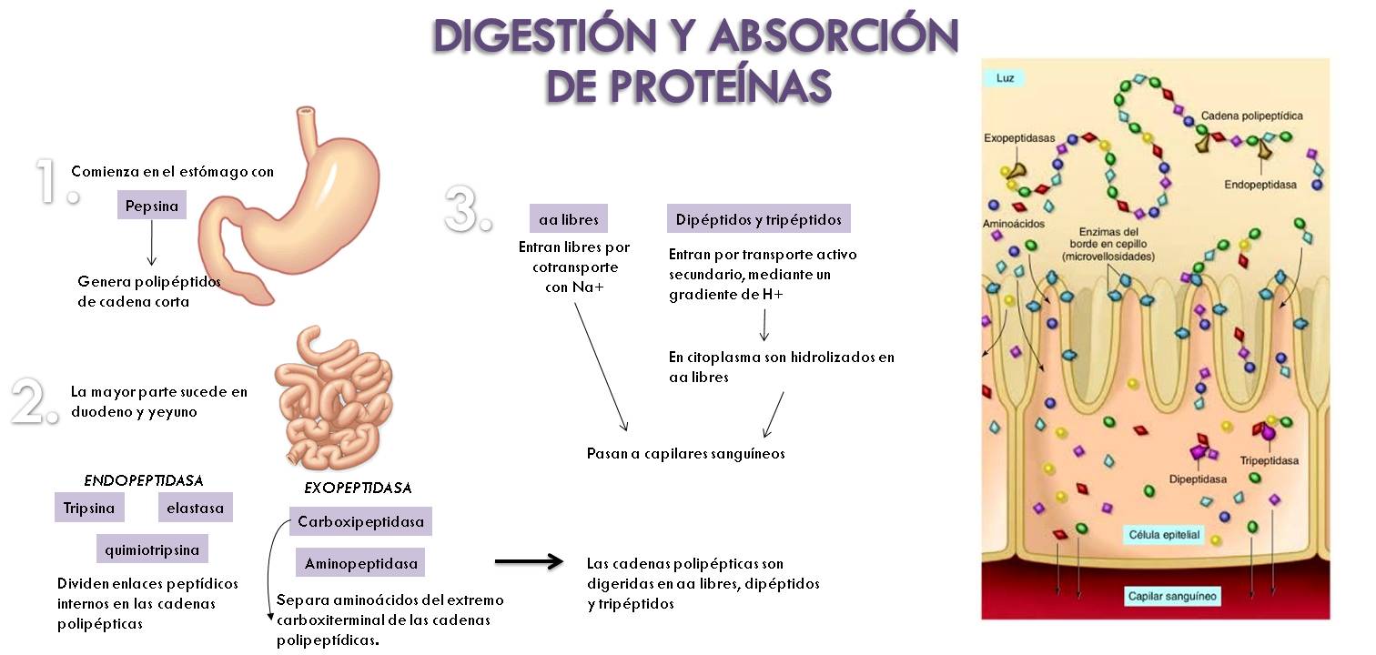 Procedencia: http://marenaespinoza.blogspot.com.es/2015/06/digestion-de-carbohidratos-lipidos-y.html