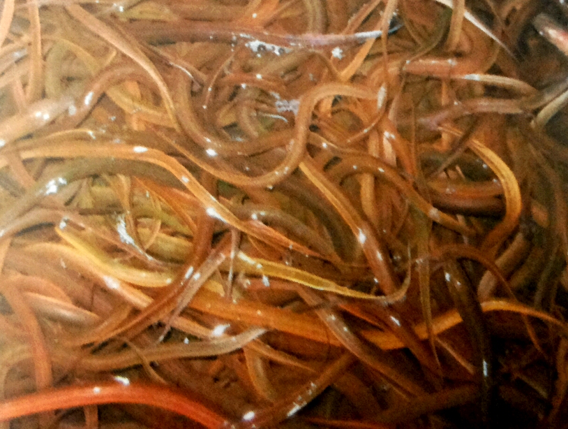 Usaha Pertanian dan Peternakan: Usaha Pembesaran Belut dalam Bis Beton