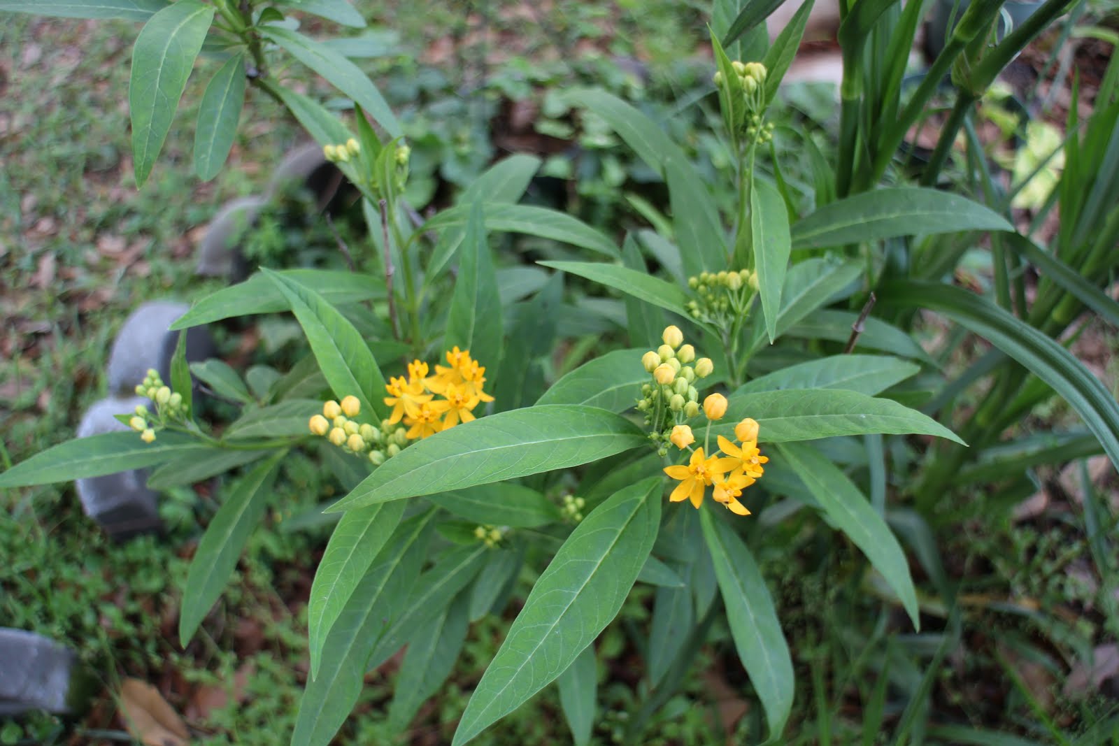 Cody�s Plants Do we have Florida Native Milkweed?
