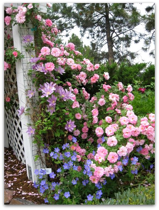 Where the wild roses grow...