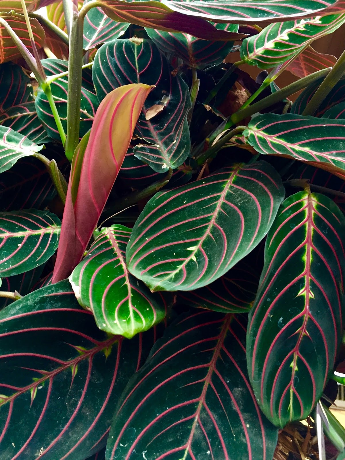 JeffCo Gardener Solving Low Humidity Problems in JeffCo Gardener Solving Low Humidity Problems in