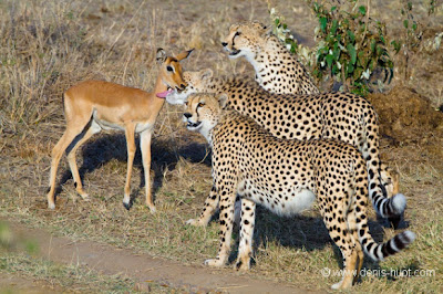 Luar biasa Persahabatan antara Hewan Cheetah dan Impala