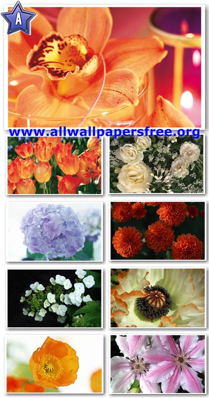 Flowers Wallpapers 1920 X 1200 flowers wallpapers 2011. Flowers Wallpapers 1920 X 1200
