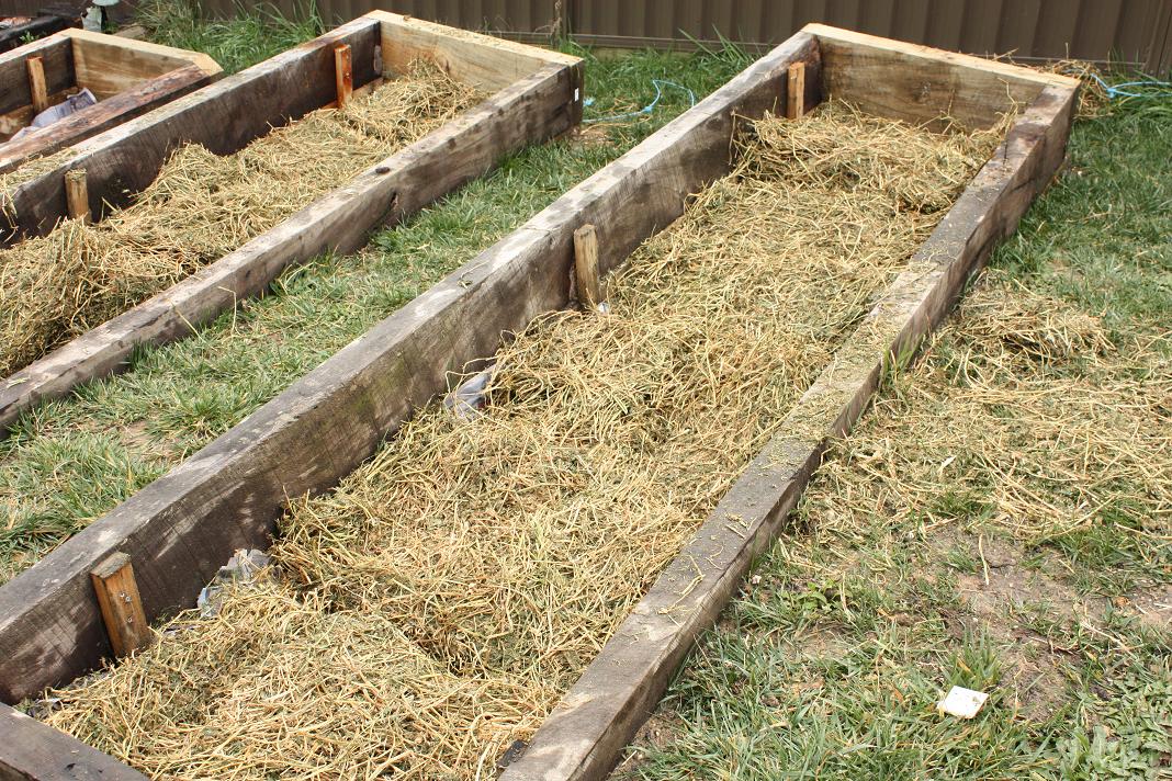 Bok Bok B'Gerk Growing an Organic Vegetable Garden (Part 3 Preparing