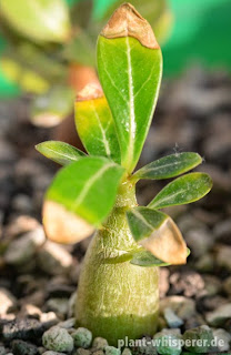 Adenium obsum 'Honey' seedling on September 30, 2014 Young Adenium obesum 'Honey' plant, photo date 2014-09-30