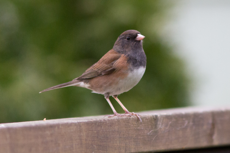 Eugene Backyard Birds FinchFest