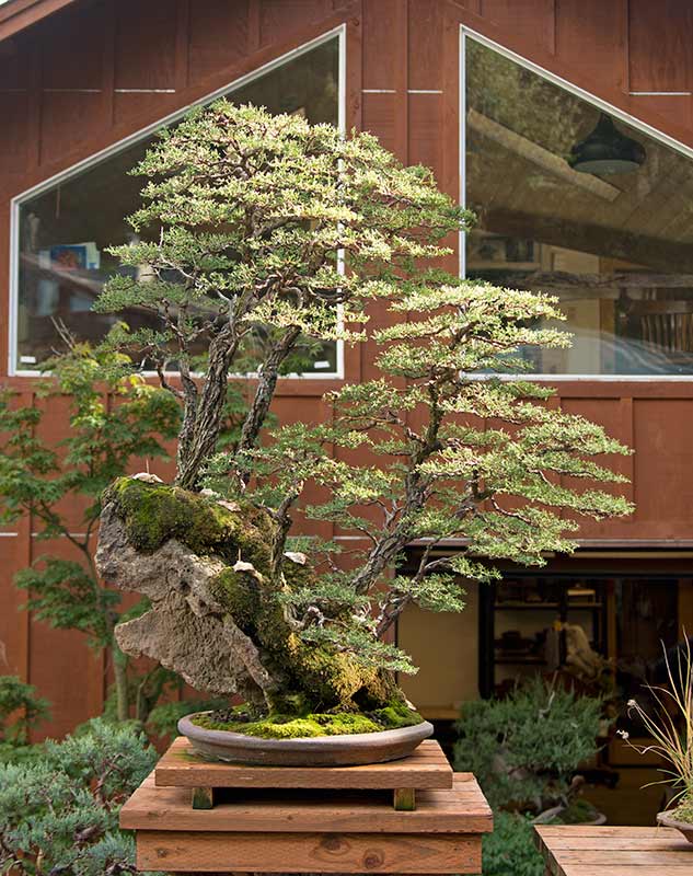 Walter's Travelogues Bonsai Mirai near Portland