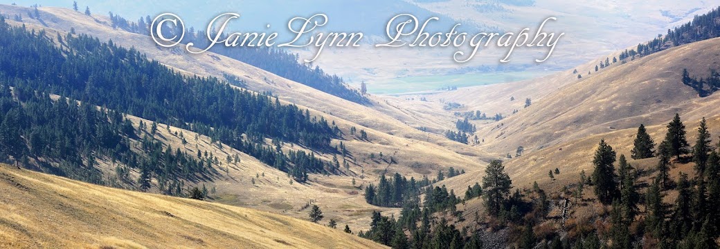 Janie Lynn Photography