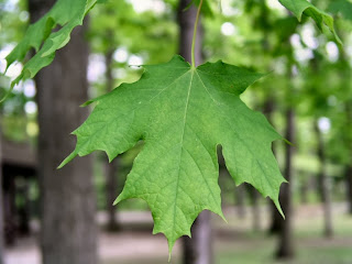 sugar maple leaf sugar maple leaf