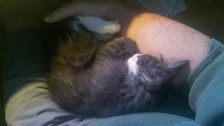 Kitten asleep on lap
