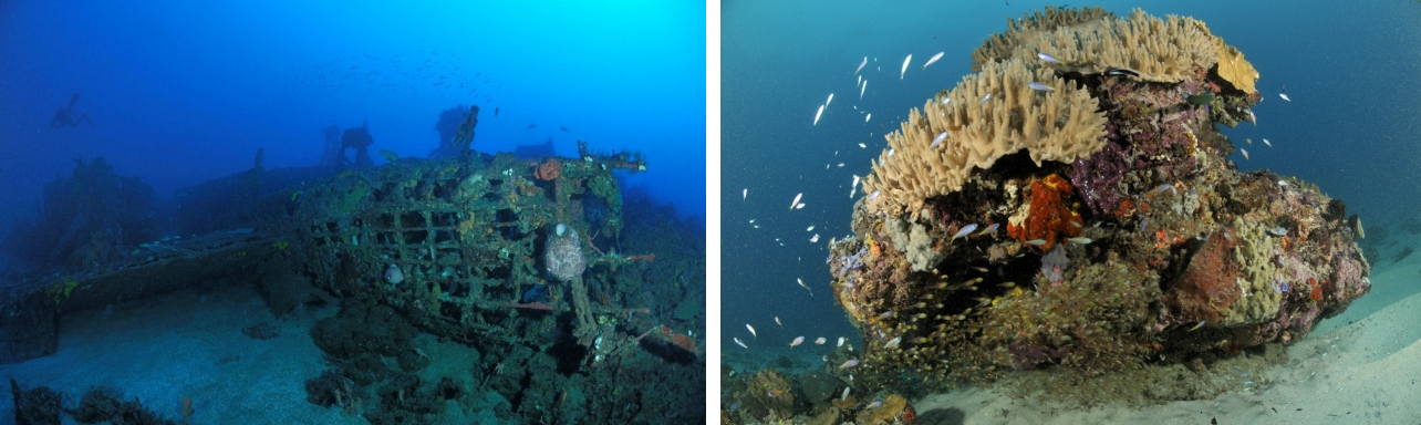 Wisata di Indonesia: Diving - Wisata Pulau Morotai