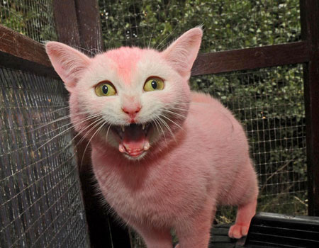 A Pink Cat