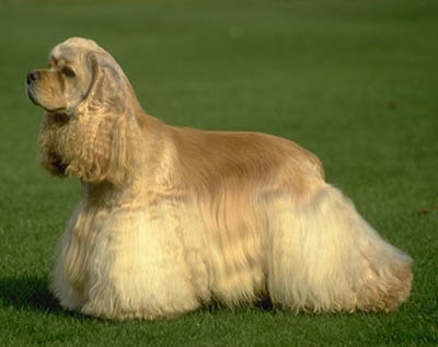 Kopek Cinsleri Amerikan Cocker Spaniel Cinsi