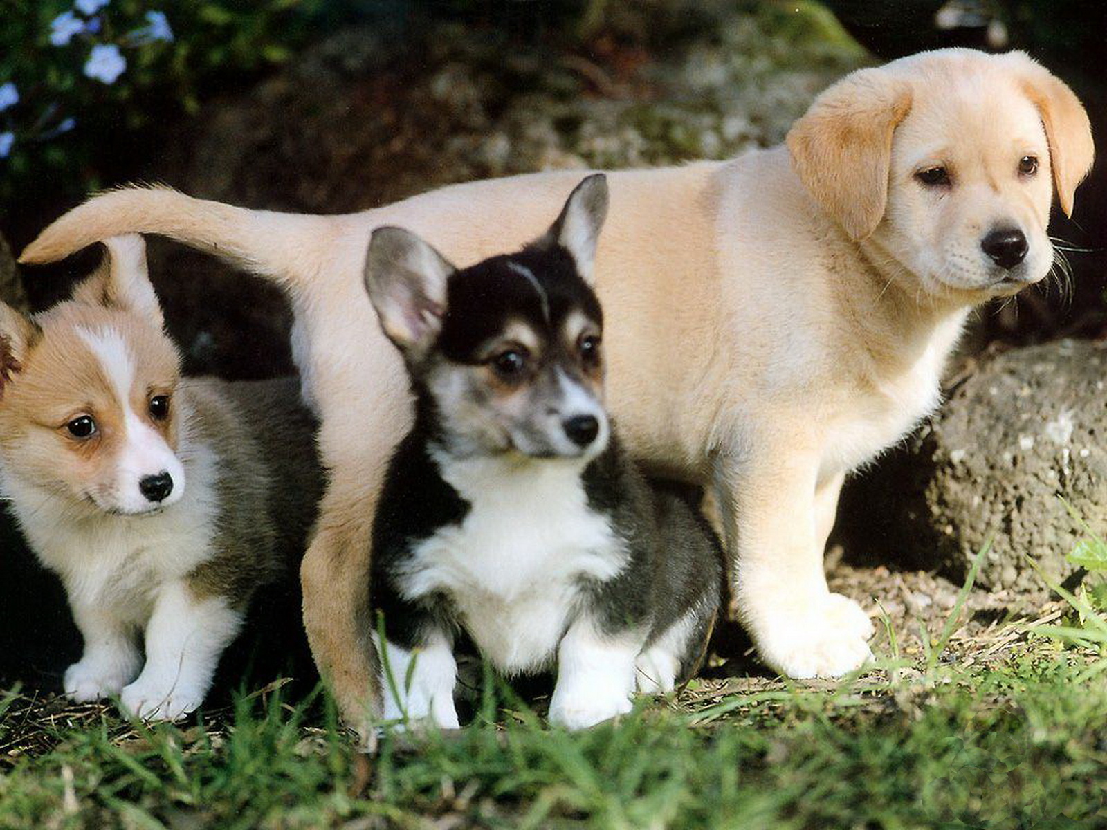 http://4.bp.blogspot.com/-BvqxyjKqDvI/Tyw827PPorI/AAAAAAAAA3c/VtkYeDsbplo/s1600/23-Cute+Dog+1600x1200.jpg