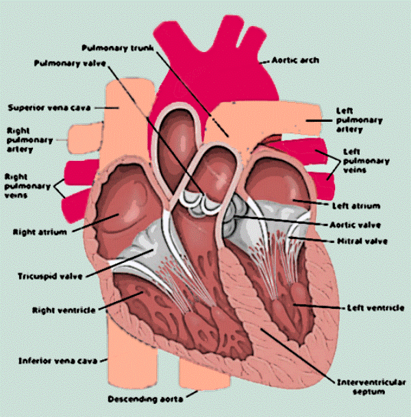 List Of Synonyms And Antonyms Of The Word Labeled Heart Valves Diagram