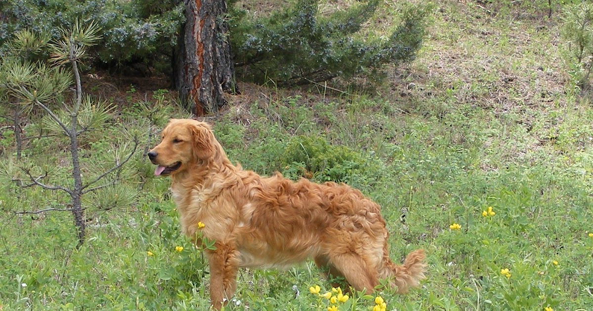 Golden Retriever Dog Miniature Golden Retrievers