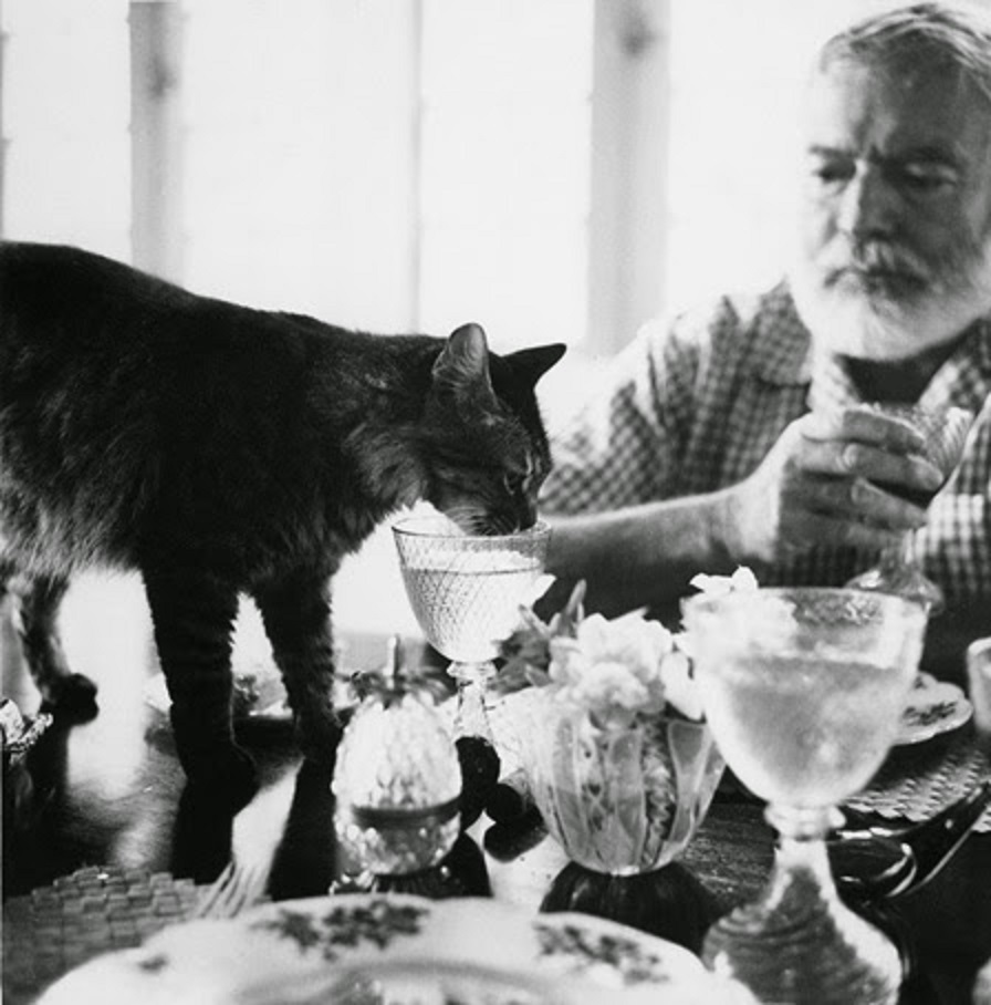 Ernest Hemingway and his cat Cristobal drink at the table at Finca Vigia.