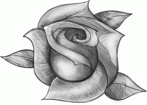 Rose Drawing Rose Drawing