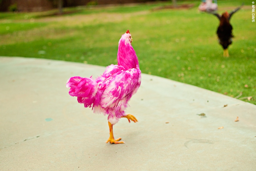 THE PINK CHICKEN A DIY PROJECT A Day in April