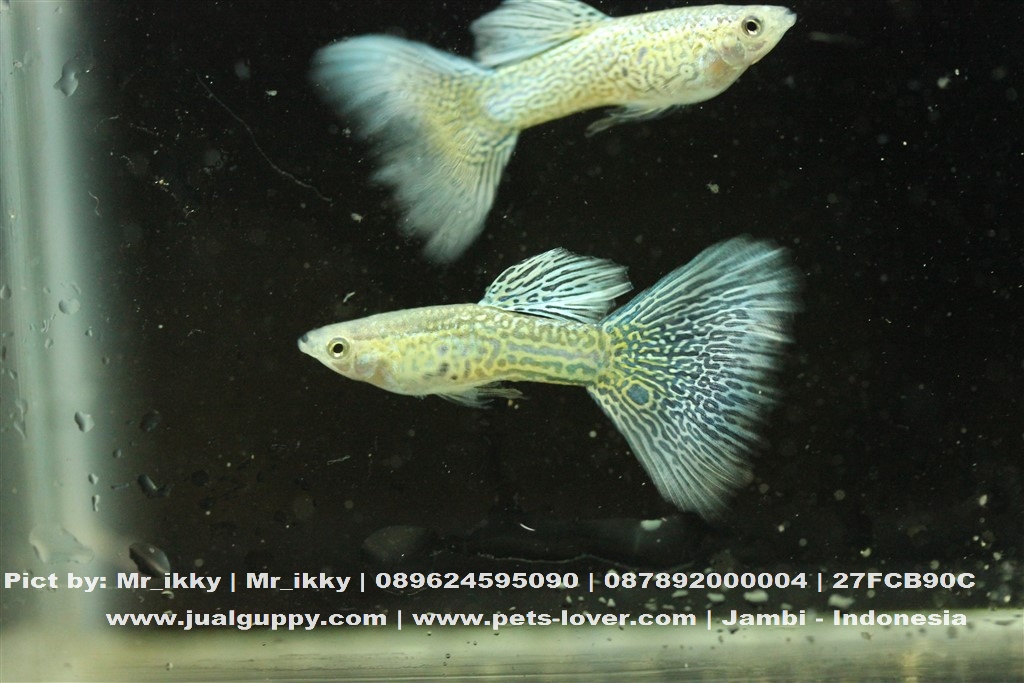 guppy fish strain and guppy blue lace guppy fish strain and guppy blue lace