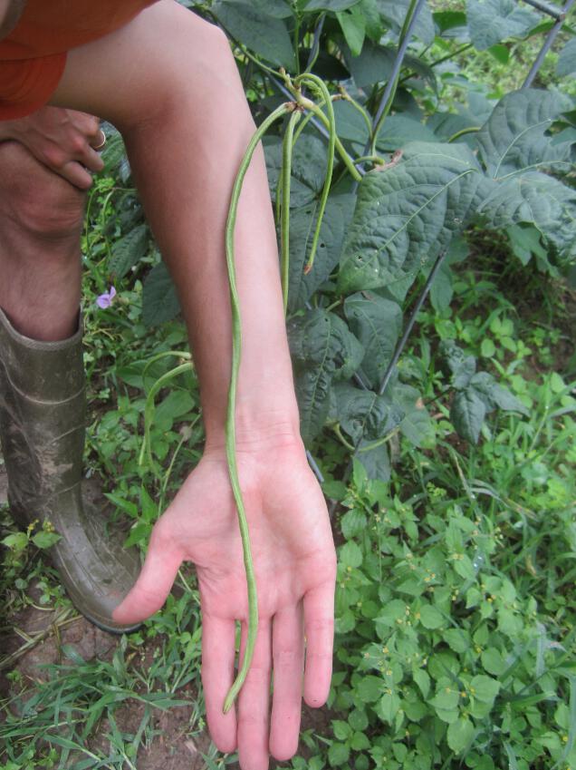 Simply Resourceful Growing Asparagus Beans