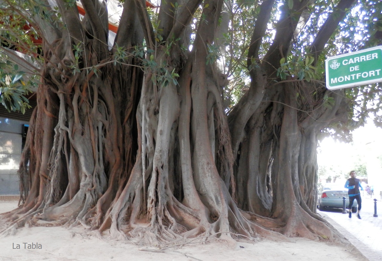 Monforte+Ficus.jpg