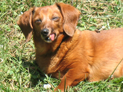 hot dog
