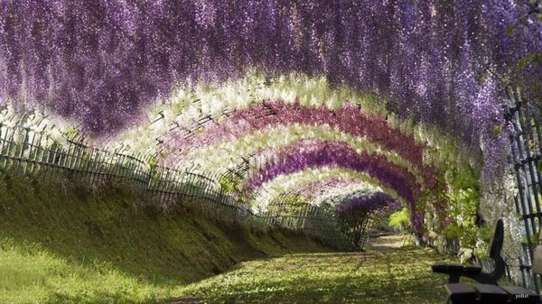5 Jalan Kecil Terunik di Dunia: Terowongan Wisteria, Jepang 5 Jalan Kecil Terunik di Dunia: Terowongan Wisteria, Jepang