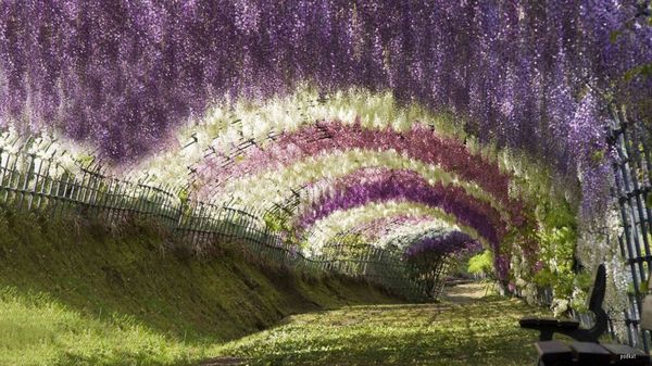 5 Jalan Kecil Terunik di Dunia: Terowongan Wisteria, Jepang